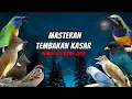 Lagu Masteran Tembakan Kasar Ampuh Mudah Ditiru Untuk Burung Fighter