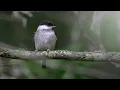 Download Lagu DUSK BIRDS • 1H Live-Recorded North European Forest Ambience • No Loop