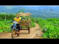 Download Lagu Harvest A Truckload Of Pumpkins After 90 Days Of Growing To Sell At The Market, Cook , Garden, Farm.