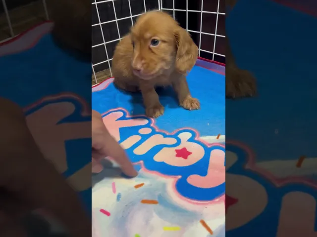 動画