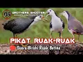 PIKAT RUAK-RUAK  🔴Suara Birahi Ruak Betina