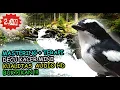 Download Lagu SUARA DECU GACOR DOR - MASTERAN DECU KACER MINI GACOR GEMERICIK AIR
