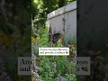 Download Lagu If you want a garden that thrives despite neglect you need native plants🌺#nativeplants #gardening