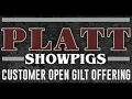 Platt Showpigs Customer Open Gilt Offering - Lot 23