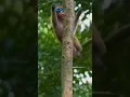 Download Lagu Bandar in jungle😱 #monkey