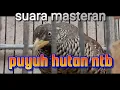 Download Lagu masteran suara pikat puyuh bersih