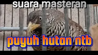 masteran suara pikat puyuh bersih