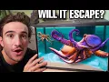BUYING NEW AQUARIUM FOR MY EXOTIC OCTOPUS gone wrong