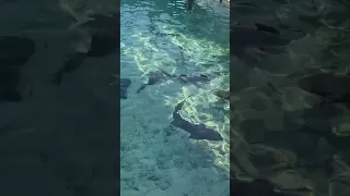 Sailing Aquarius in Bahamas