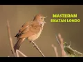 Download Lagu masteran SIKATAN LONDO gacor dan terapi suara air cocok untuk burung setres
