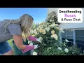 Download Lagu Deadheading Roses and Rose Chat: Eden and David Austin Roses