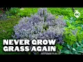 3 Sustainable Lawn Alternatives for Cold Climates