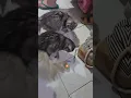 Download Lagu https://vt.tiktok.com/ZSD7p5fUf/ please follow out tiktok account 🐱🐱