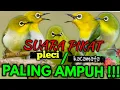 Download Lagu SUARA PIKAT BURUNG PLECI, suara pikat pleci paling ampuh