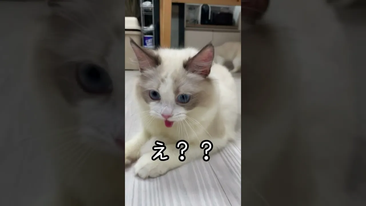 動画