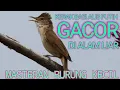 Download Lagu Kerak basi Alis Putih Betina Gacor di Alam Liar, Cocok untuk Masteran Burung Kacer