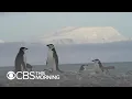 Penguin Species In Antarctica Hit Hard By Climate Change