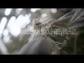 Strain Highlight Apples Bananas