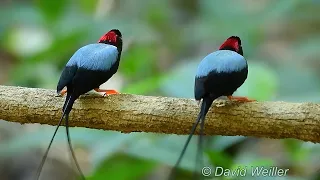 The Amazing Long-tailed Manakin Courtship Display