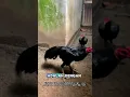 Download Lagu Cara Mengatasi Ayam Down Mental #viralvideo #viralshorts #ayambangkok #ayamjago #trending #fyp