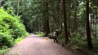 Invasive Ivy In Powell River 