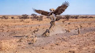 This Is What Happens When You Mess With a Meerkat's Family