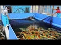 Download Lagu What is it like to buy koi in Japan? Episode 1 - The Buying Experience