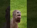 Download Lagu funny lama making weird sounds #funny #youtube #whorts #yt #lama
