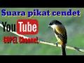Download Lagu Suara pancingan pikat cendet / pentet sangat ampuh.