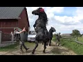 Download Lagu Armasarii lui Ilie Hutan de la Horodnic de Sus, Bucovina - 2021 Nou!!!