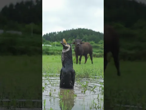 This Bird Swallowed a HUGE Carp… The Calf Was Terrified! 😱🐄🐦🐟
