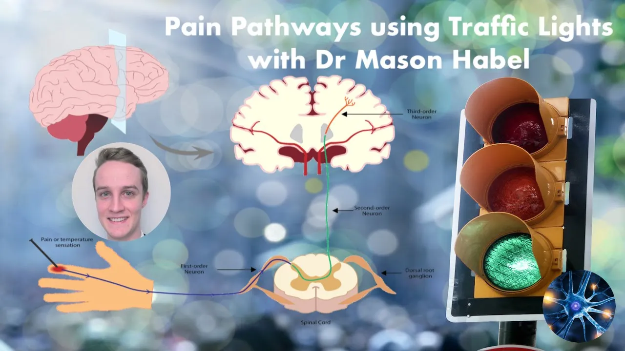 Learn about Pain Pathways using Dr Mason Habel's Traffic Light System (the Renton Prize method)