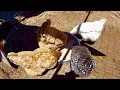 Feeding Hack for Chickens - FREE Protein