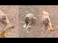 Download Lagu The baby monkey had a tragic end, the mother monkey dragged the baby monkey away.