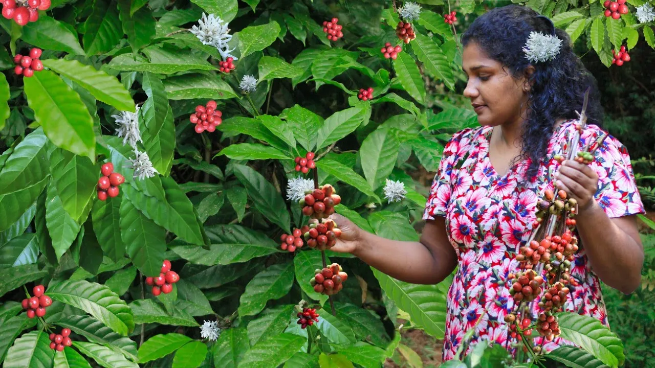 Fresh coffee can be made not only sweet but also spicy|coffee chicken specialty|village kitchen