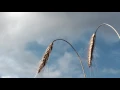 Puscifer - Tumbleweed