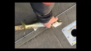 032818 Lower Wolf River 6 Walleyes TZerb on lake-link