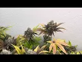 Is Herbies Seeds Legit