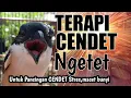 Download Lagu CENDET macet bunyi,stres coba terapi ngetet ini pasti langsung nyaut