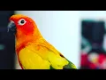 RIP MAVERICK SONG - FOR MAVERICK THE PARROT (EXTREMELY SAD)