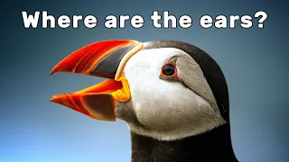 Do birds have ears