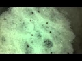 Killing fleas with salt