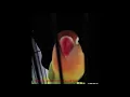 Download Lagu Mantab Jiwa suara lovebird isian tengkek buto mantab