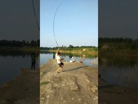 Test cần câu đài Ngọa Hổ 12H câu cá trắm 10-40kg #6 😍 #fishing #fishingrod