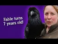 Download Lagu Fable the Raven | It's Fable's Birthday! 🥳