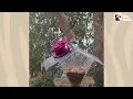 Hummingbird Waits Outside The Window For His Favorite Guy | The Dodo Wild Hearts