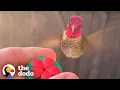 Download Lagu Hummingbird Waits Outside The Window For His Favorite Guy | The Dodo Wild Hearts