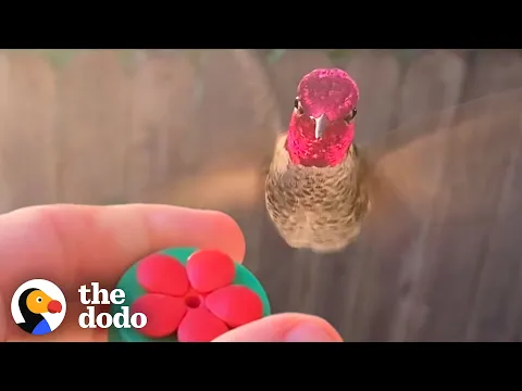 Hummingbird Waits Outside The Window For His Favorite Guy The Dodo Wild Hearts