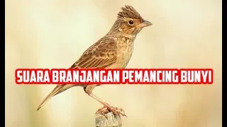 Download PANCINGAN Suara BURUNG Branjangan Gacor MP3