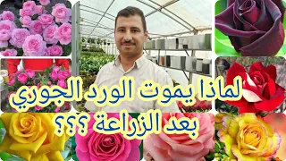 لماذا يموت الورد الجوري بعد الزراعة اسرار زراعة الورد الجوري بالاخص زراعته بالسنادين 